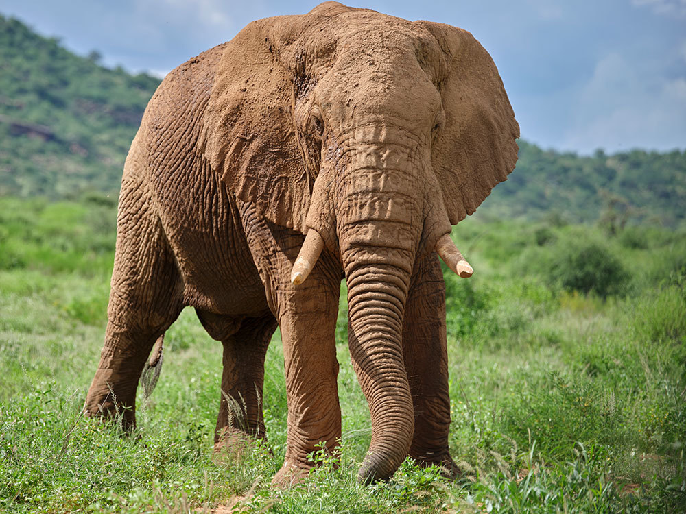 An African elephant grazes in a Kenyan reserve