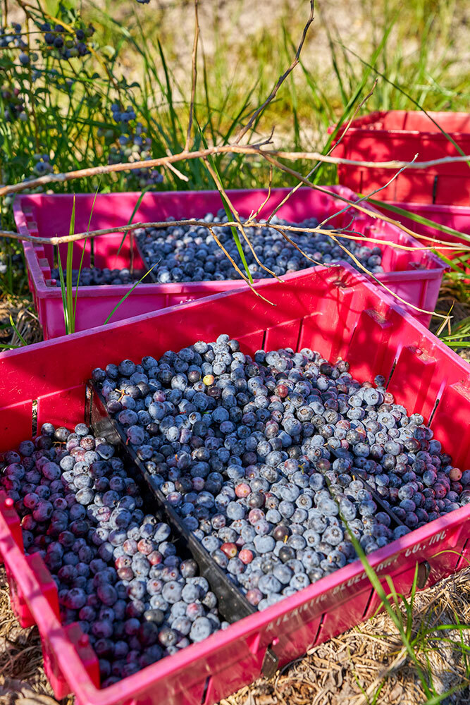 Blueberries