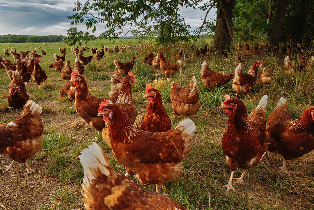 Hens on a farm venturing further from the coop  under the cover of a tree