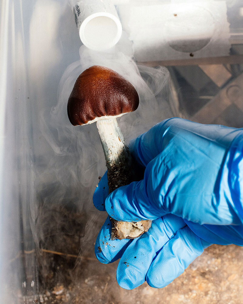 A gloved hand holds a mushroom surrounded by light smoke