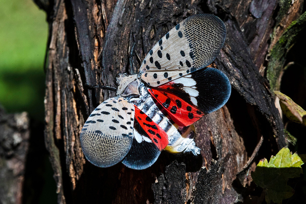 A picture of a bug with spotted grey and red wings