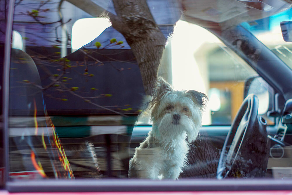 two dogs in a car