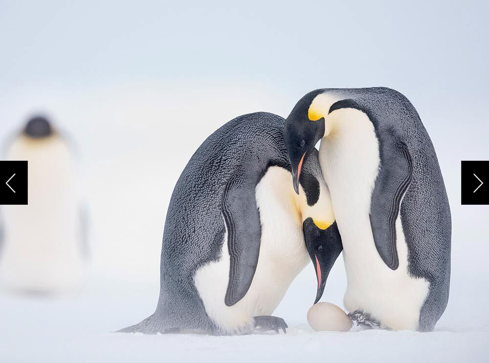 a female penguin nudging an egg onto her partners feet with her beak