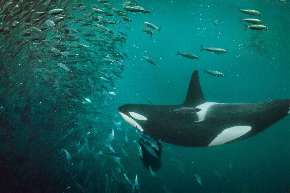 Orcas in the eastern North Atlantic population, such as this one in Norway, primarily feed on herring and are less polluted than their western counterparts.