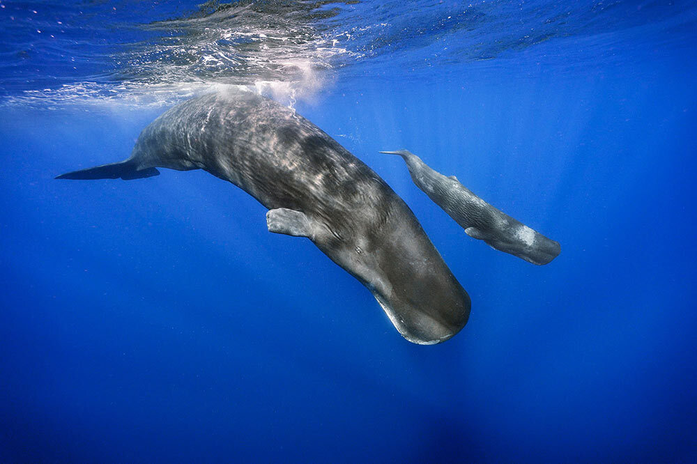 a calf sperm whale with an adult sperm whale