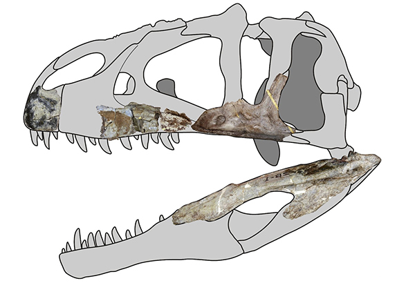 Excavations in Thailand revealed Siamraptor suwati, a newfound type of predatory dinosaur. The creature belonged to the carcharodontosaurs, a group known for its serrated, knife-like teeth.