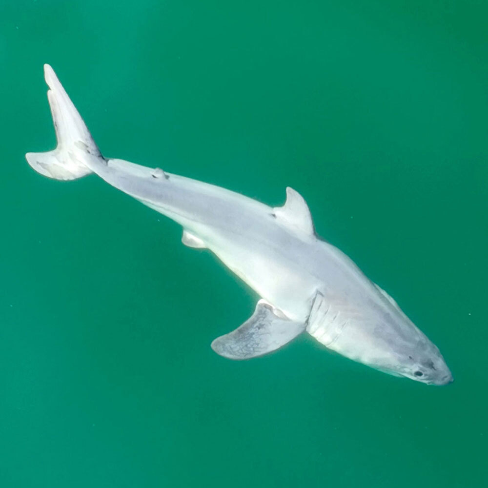 A small, full length, newborn great white shark, swimming in a sea green waters.