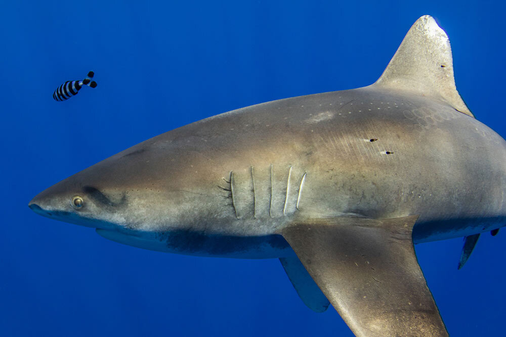 A seven-foot-long oceanic whitetip shark carries golf ball-size suction marks, likely left by a squid's tentacles. Several large squid species dwell in the deep Pacific, including the giant squid.