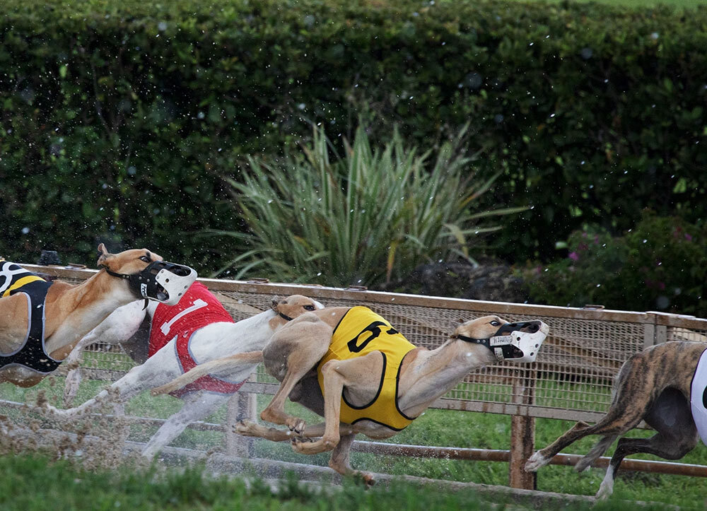 Sleek greyhounds thunder around the sandy oval at Derby Lane in St. Petersburg, Florida, in August 2020.