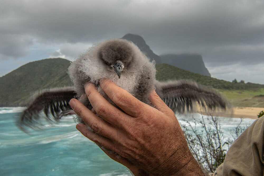 A black-winged petrel