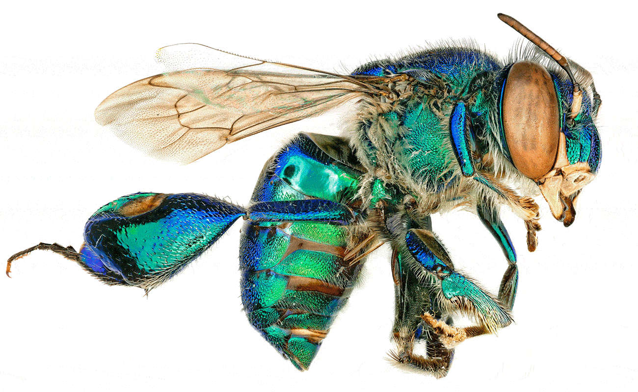 Iridescent orchid bees, tropical cousins of bumblebees and honeybees, were among the multitude of insects that entomologists collected at an observation tower in Brazil.