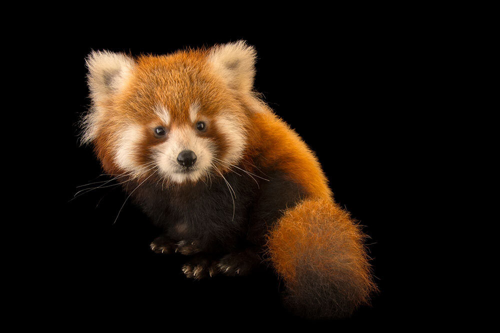 a red panda