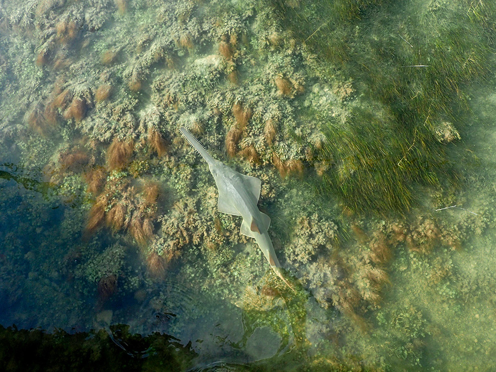 A sawfish in clear water