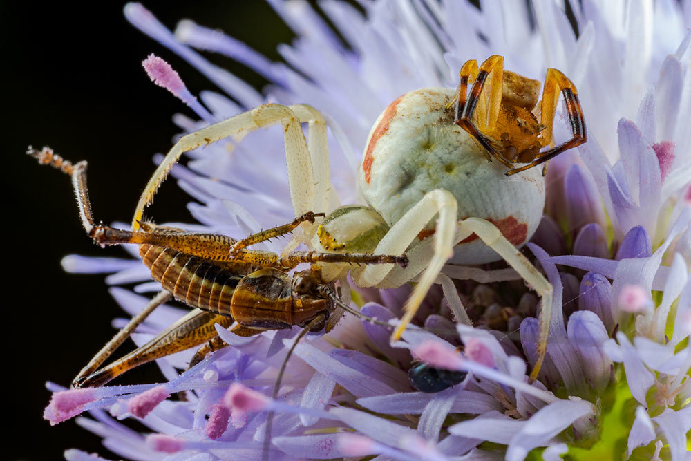 A picture of a spider eating a katydid with another spider on her back