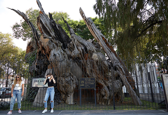 Generations of Mexican schoolchildren were taught the story of the Tree of the Sad Night, where Spanish conquistador Hernán Cortés wept after being routed by Aztec forces at Tenochtitlan (modern downtown Mexico City). New signage also designates the tree (which nearly burned down in 1980 in a fireworks mishap) the “Tree of the Victorious Night” and “Tree of the Happy Night, here he cried.”