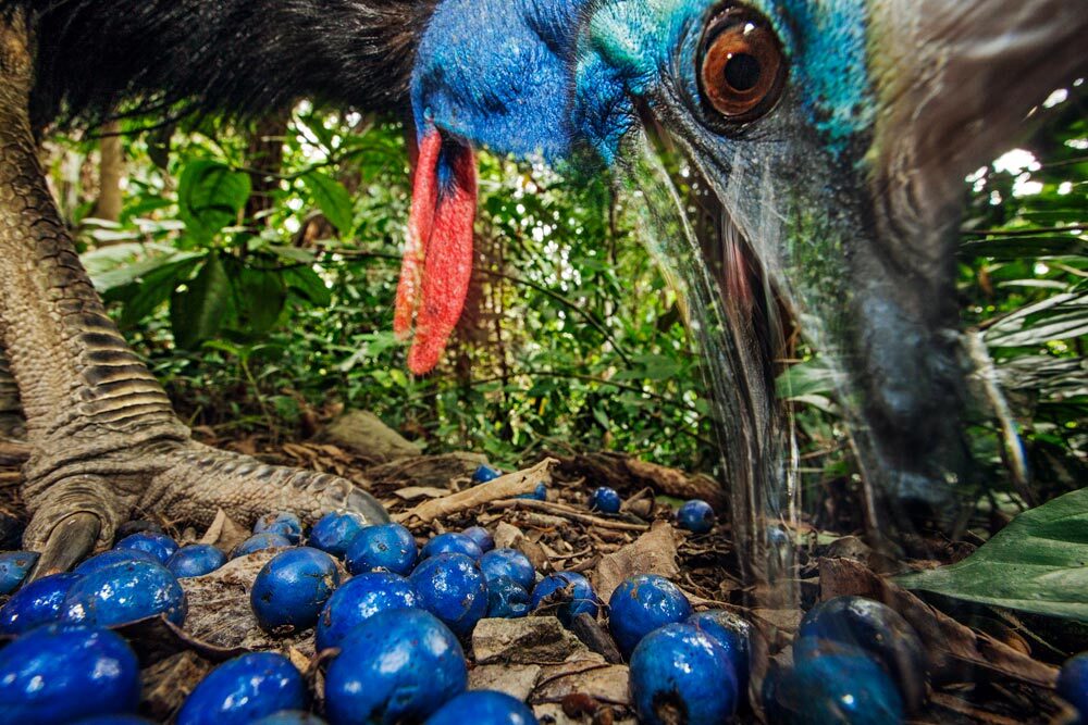 This bird’s favorite fruit is the quandong