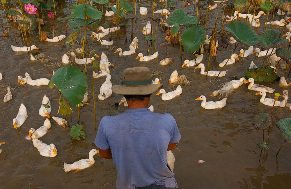 A man on the edge of a pond full of ducks and lotuses