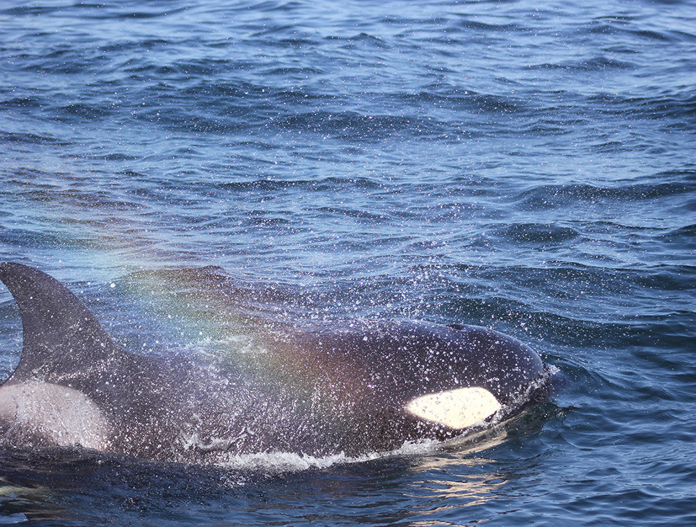 An orca in water