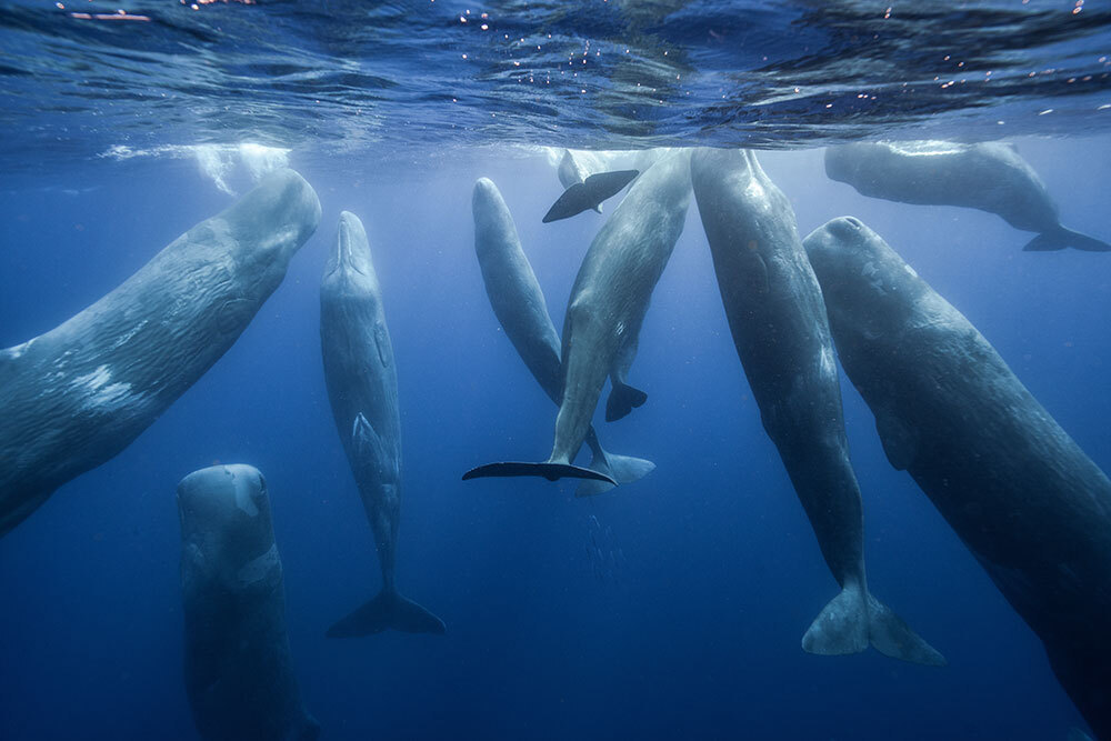 A group of sperm whales near the surface of the ocean