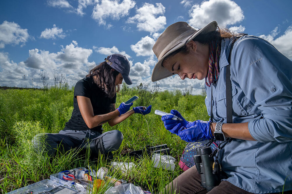 Two women tag endangered birds in Florida