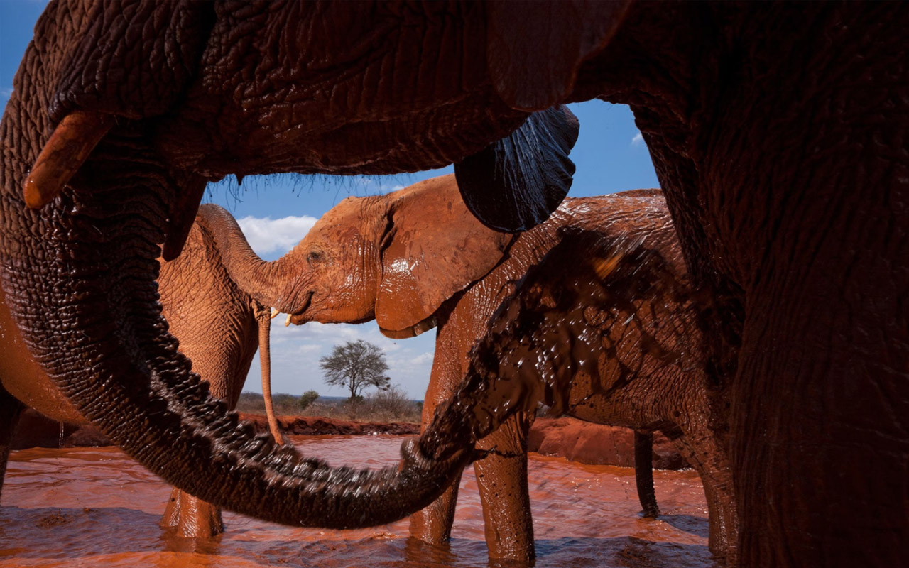 Michael ‘‘Nick’’ Nichols made this photograph of orphan elephants splashing in a human-made water hole in Kenya’s Tsavo National Park by mounting a camera to a pole, which allowed him to get a closer view of the elephants but still maintain a physical distance.