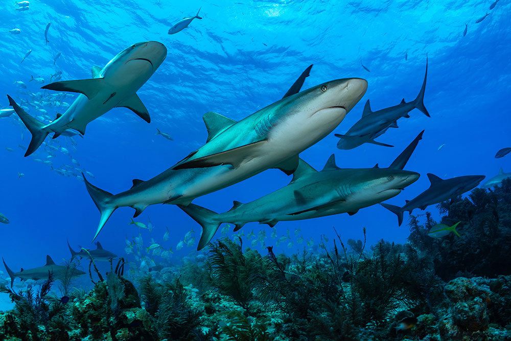 Tiger sharks