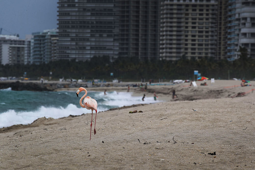 An American flamingo walks along Haulover Beach in Miami Beach, Florida, in 2018.