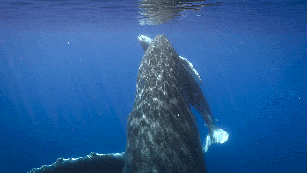 A video of a mother humpback whale and her newborn calf
