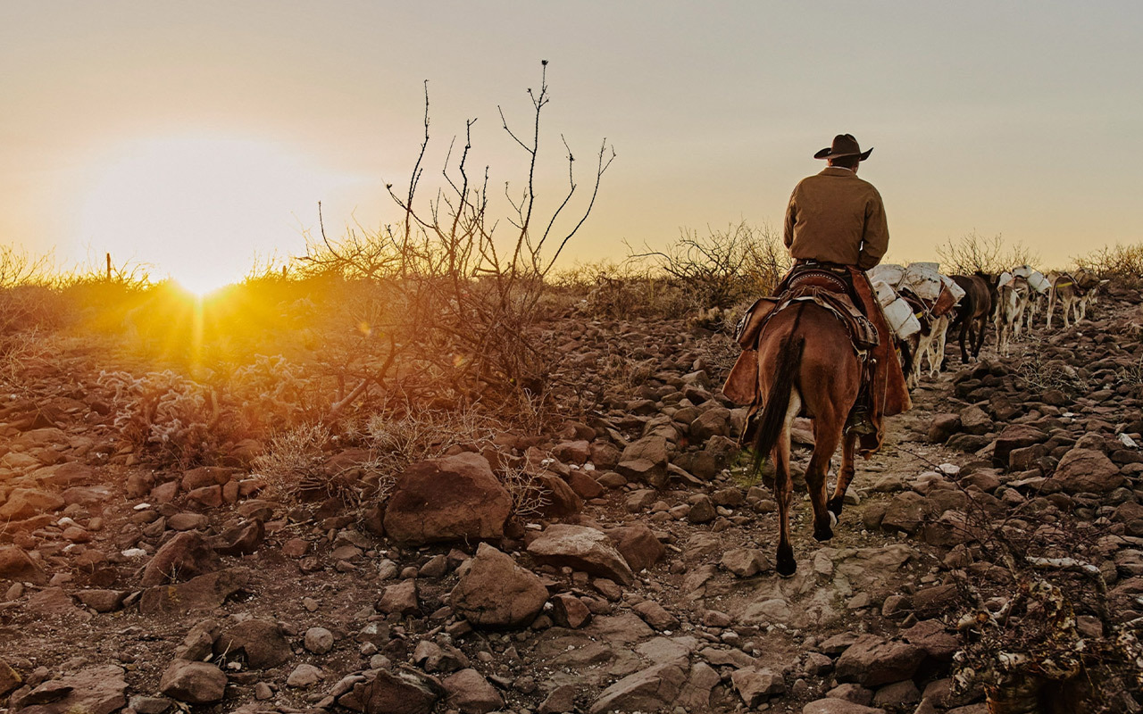 Eleonary “Nary” Arce Aguilar drives his mules home to Rancho Mesa San Esteban in the Sierra de San Francisco of Baja California Sur, México.