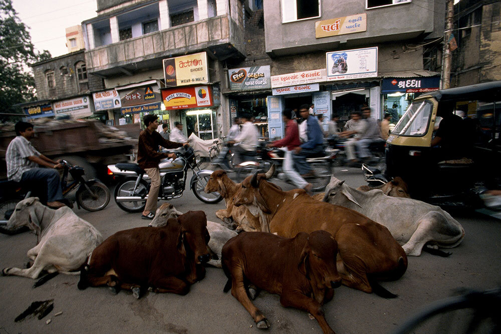 Cows in India