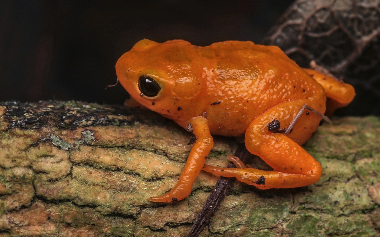 A newly discovered pumpkin toadlet is seen in Brazil's Mantiqueira Mountains.