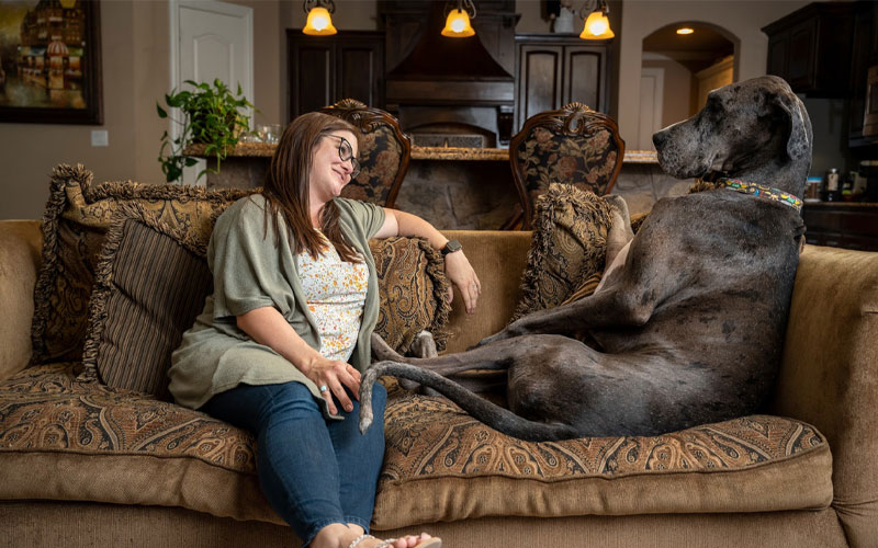 Alt text: Until his death in 2023, Brittany Davis' Great Dane Zeus (pictured on a couch with Davis) held the title of world's tallest dog, according to the Guinness World Records. Research shows that larger dogs live shorter lives and are at greater risk for health conditions like cancer.