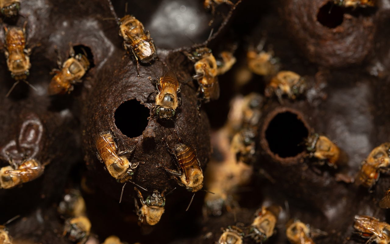 Stingless bees, also known as meliponine bees, surround a honey pot within their hives.