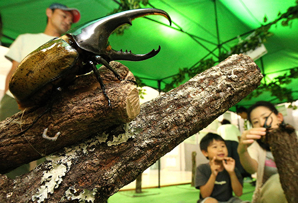 Hercules beetles, like this one in an insect exhibition last year at Japan’s Fukuoka Science Museum, are a favorite among Japanese collectors. Conservationists worry about the dwindling number of satanas beetles, a related rhinoceros beetle endemic to Bolivia, which are also in demand in Japan and elsewhere as pets.