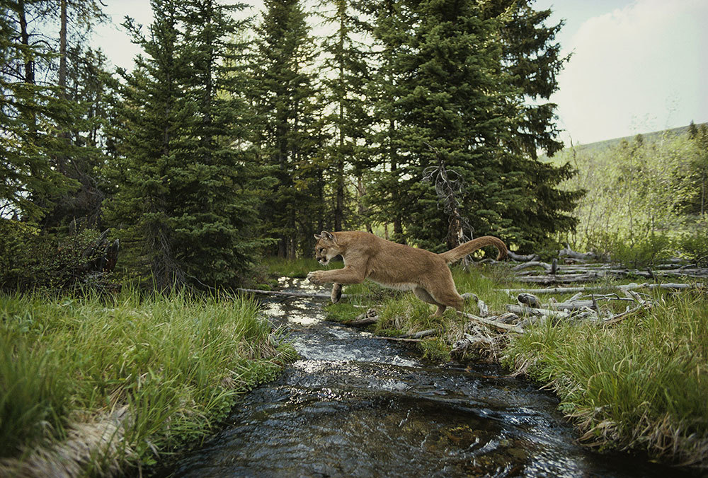 A picture of a cougar leaping over a forest stream