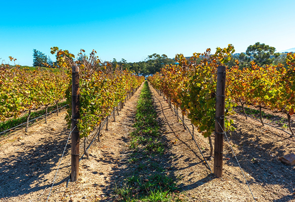 Early morning light falls on a vineyard just outside of Cape Town.