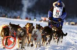 Iditarod race