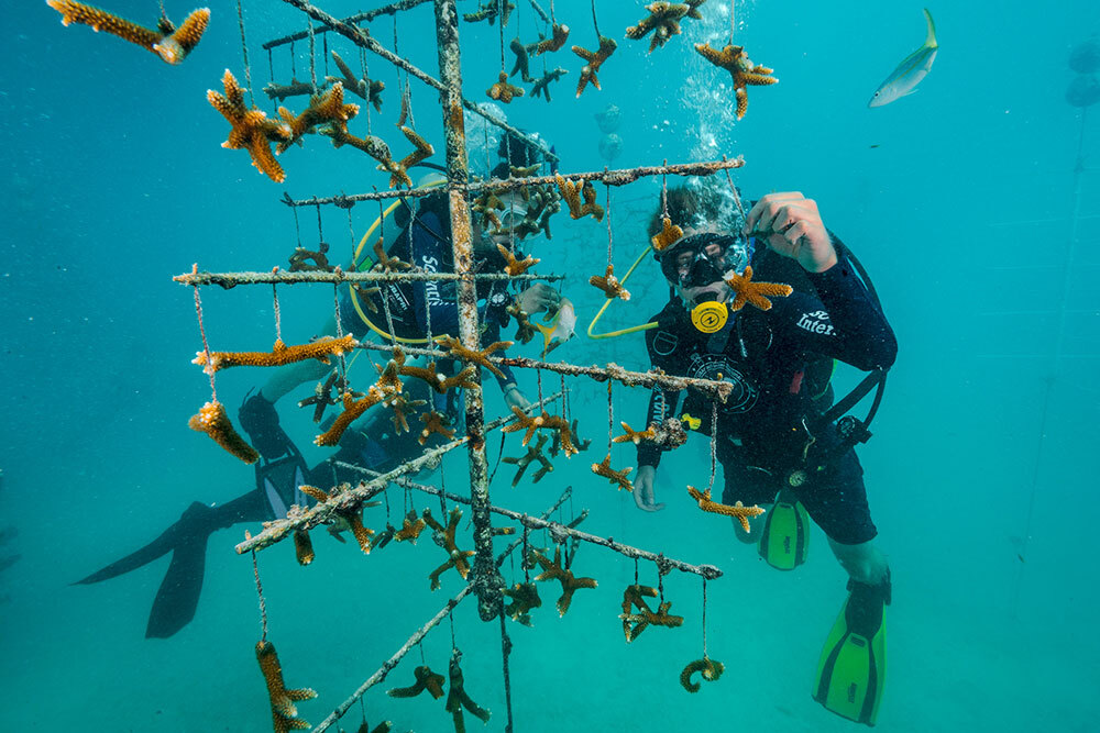 Scuba divers cutting coral