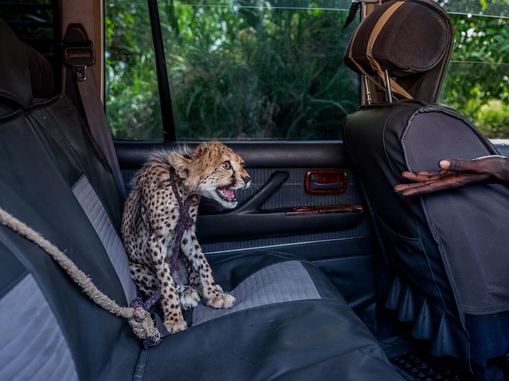 A seven-month-old cheetah in the back of an SUV hisses at a rescuer’s outstretched hand.