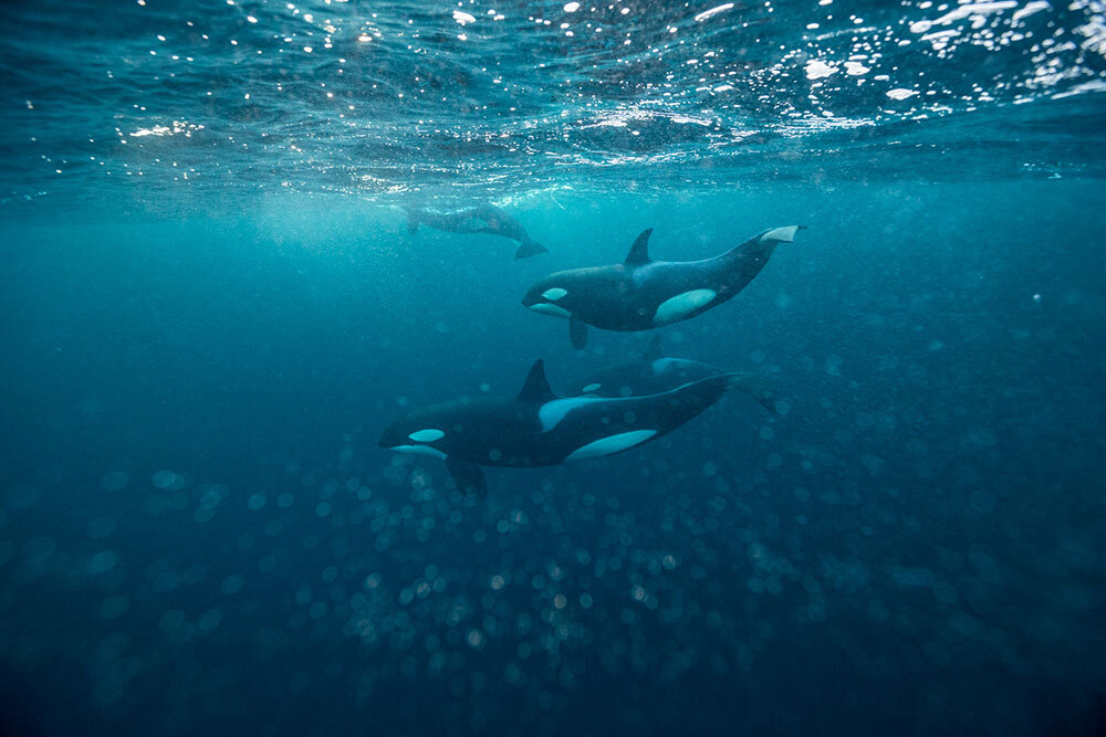 orcas