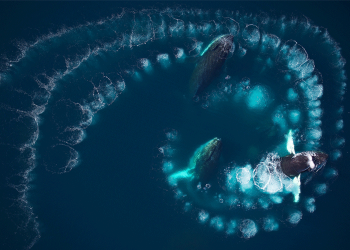 These humpback whales off Antarctica are creating rings of bubbles to corral prey