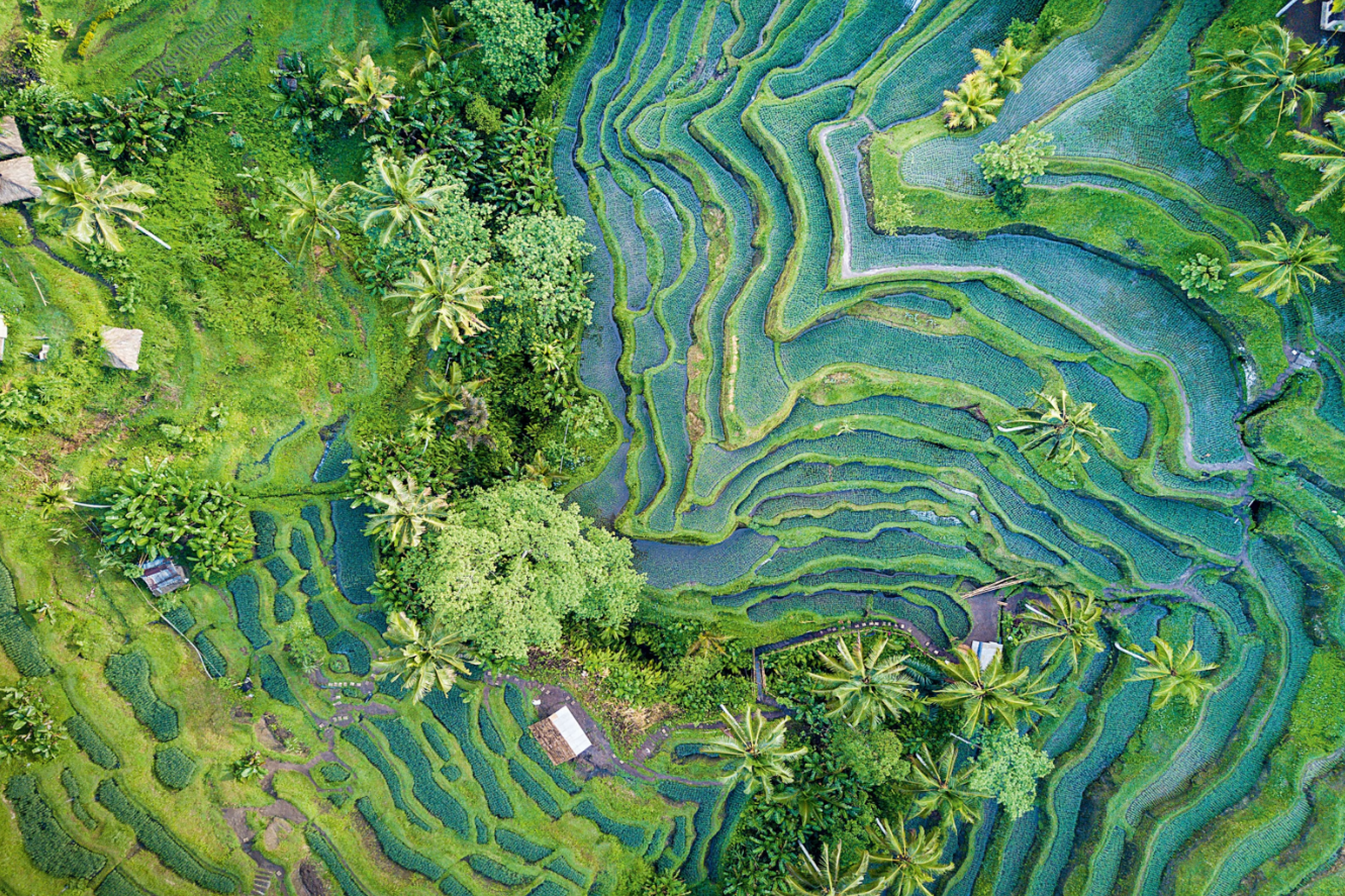 Aerial shot of a green landscape