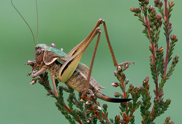 A bog bush cricket perches amid the heath in Europe, where the singing insects are thought to be good luck.