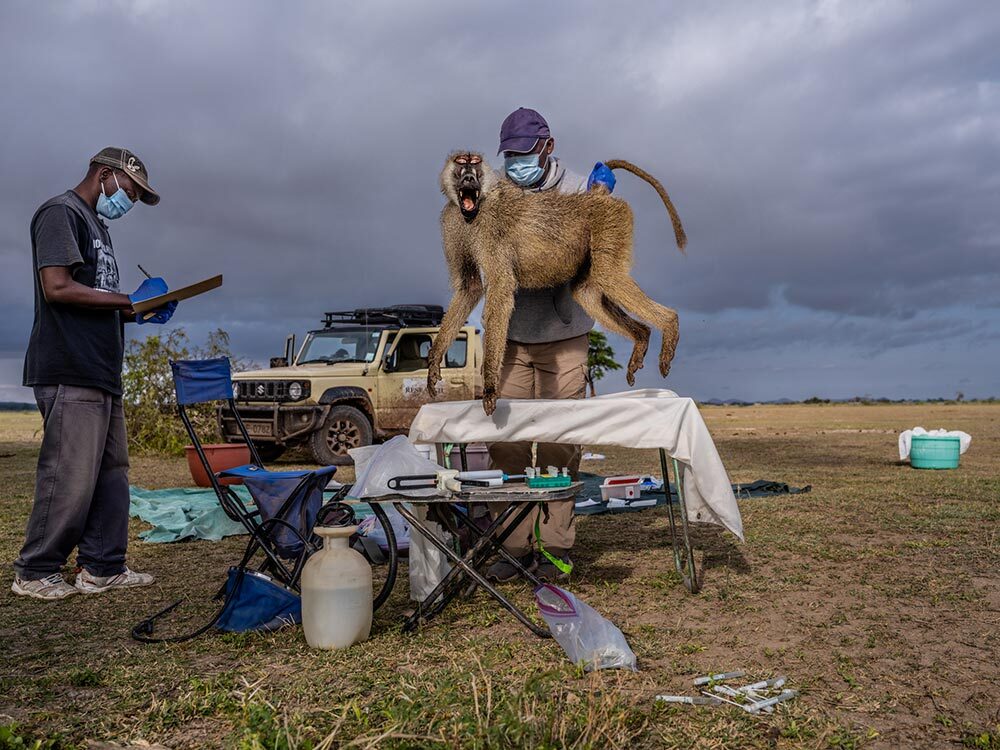 Researchers take measurements and samples of blood, fluid, and skin from a baboon in a Kenya national park.