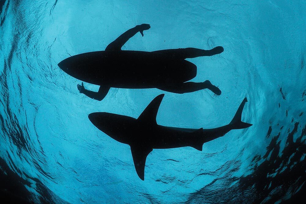 Picture of shark and person on surfboard next to each other.