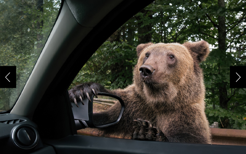 Imagine being this close to a hungry bear. National Geographic photographer Jasper Doest captured this shot of a bear peering into his vehicle while on assignment in Romania. The encounter underscores the challenges that conservationists face in their efforts to rewild one of Europe's last stretches of wilderness as human-bear conflicts arise. 