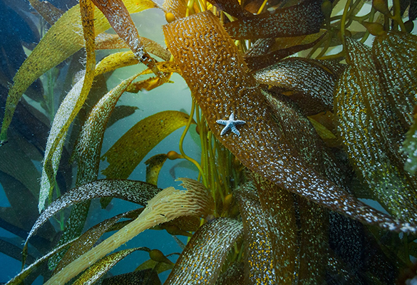 An ochre sea star tries to blend into a kelp forest off Point Loma, California. All 20 species of west coast sea stars suffered during the die-off, which began in 2013.