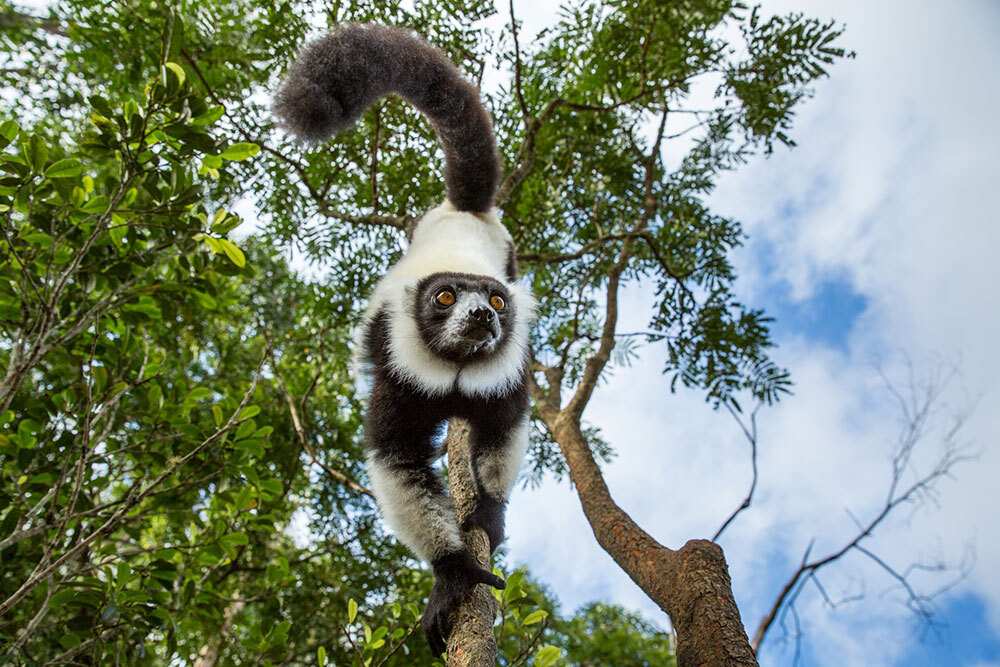 A black and white lemur climbing down a tree