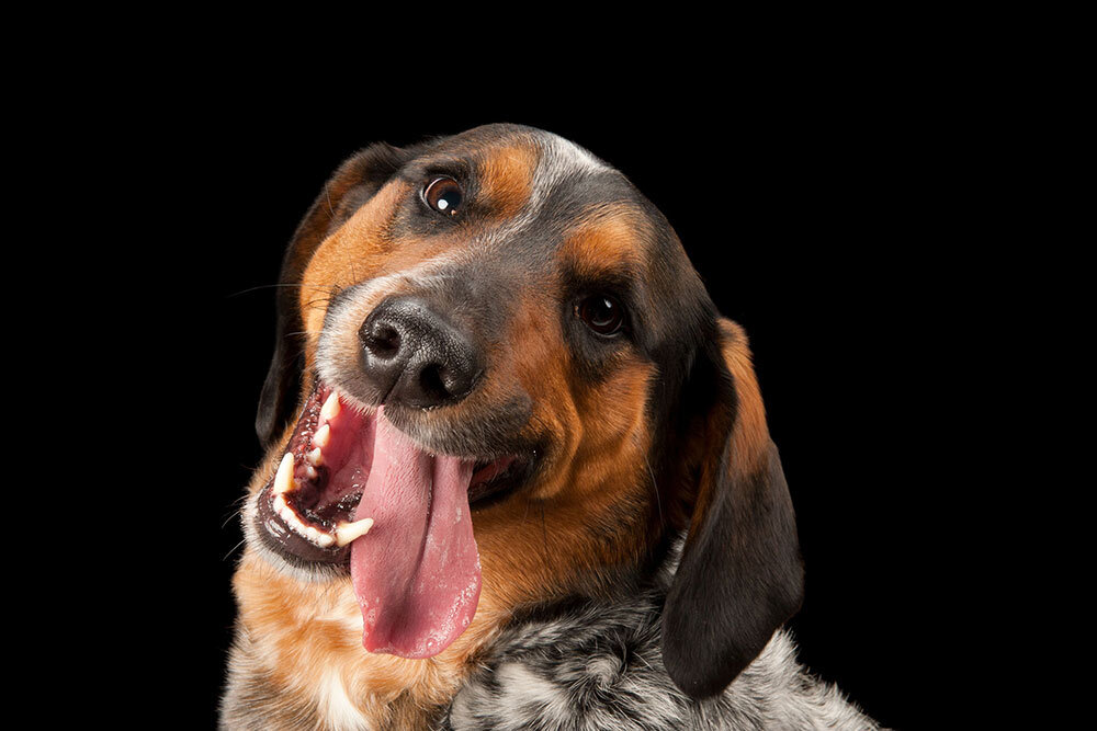 Hank is part basset hound and part blue heeler.