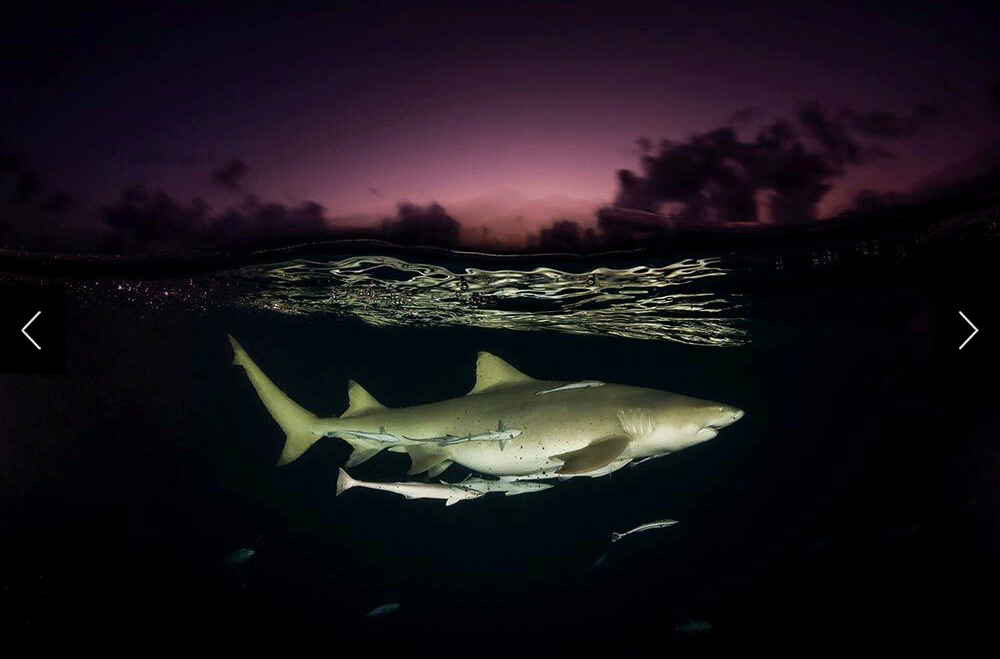 a lemon shark in the Bahamas